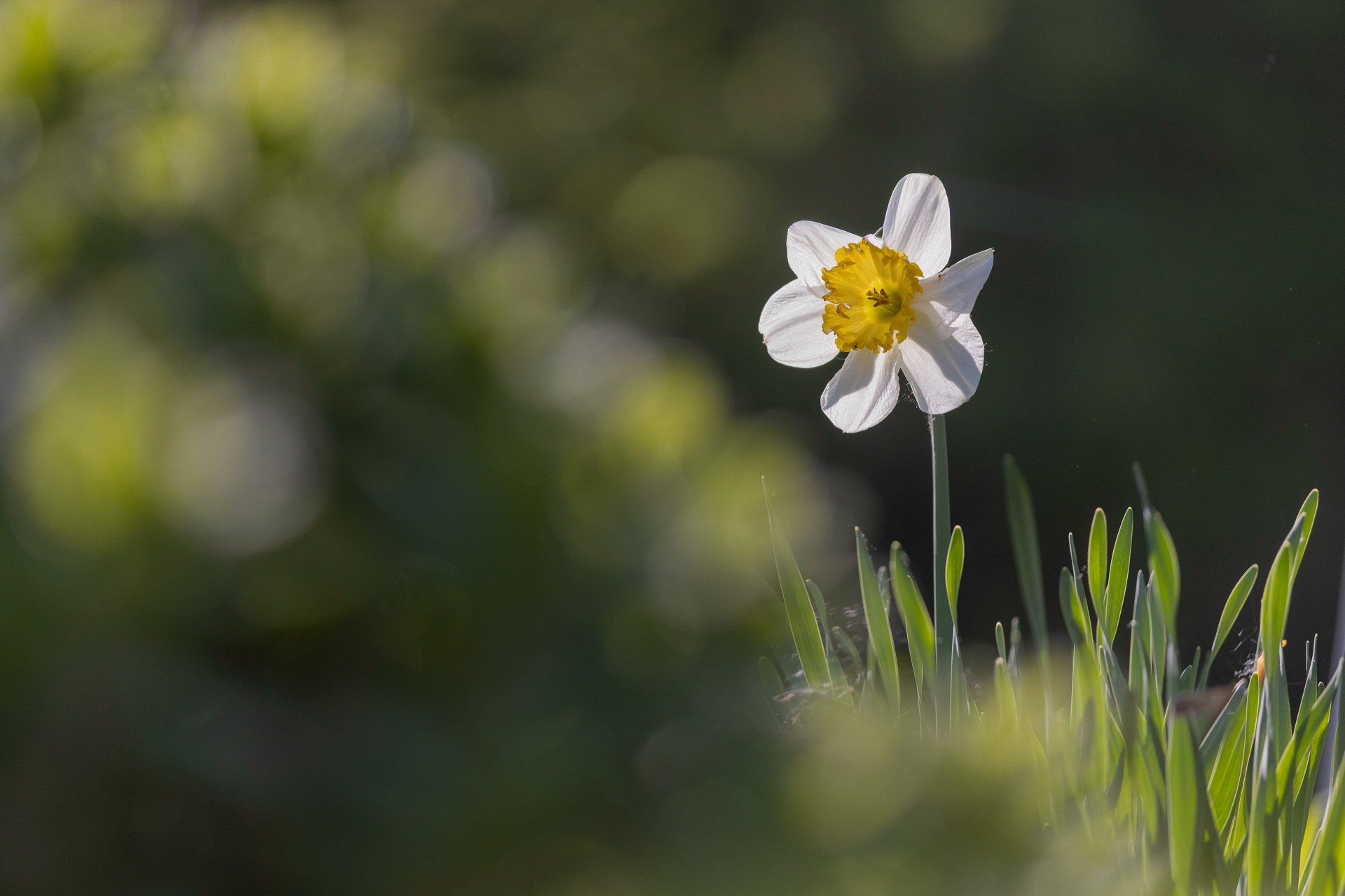 Narcisse